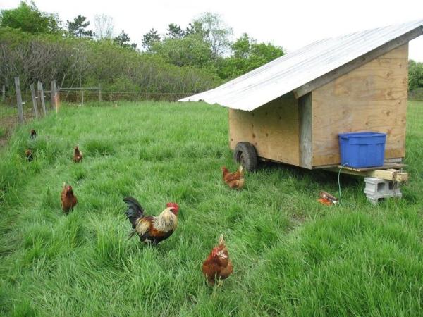 Mobile Chicken Coop