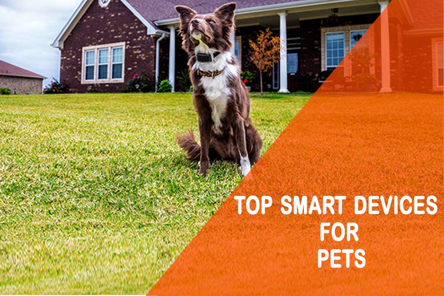 top smart devices for pets